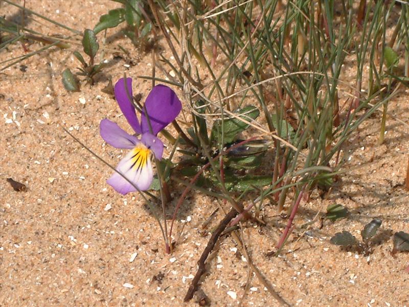 Viola tricolor subsp. curtisii (door Adrie van Heerden)