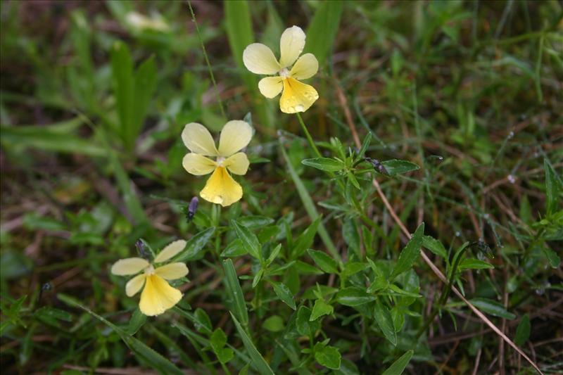 Viola lutea subsp. calaminaria (door Niels Jeurink)