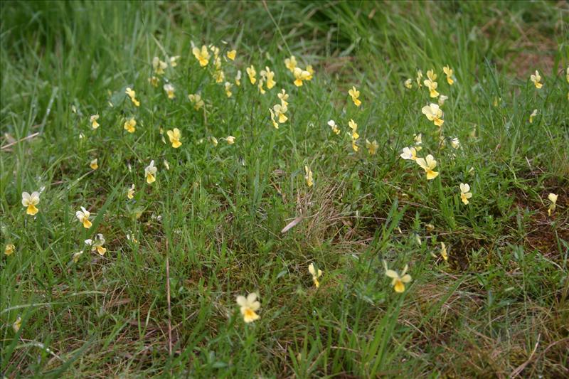 Viola lutea subsp. calaminaria (door Niels Jeurink)