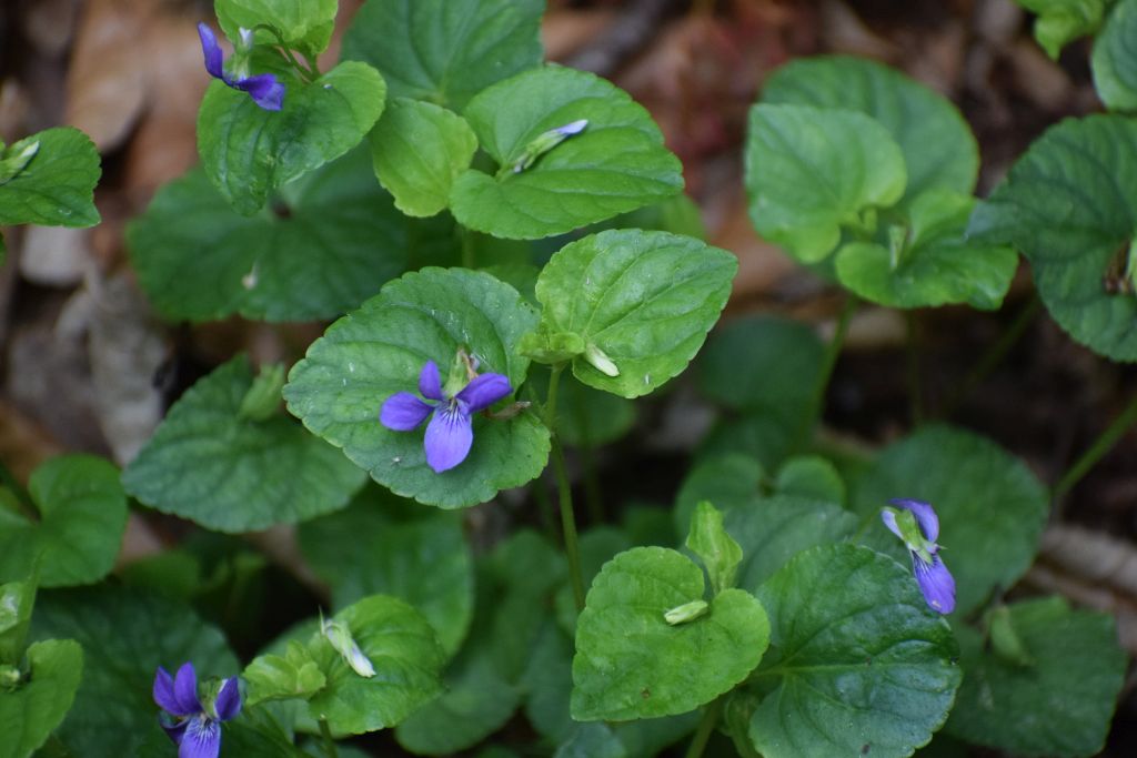 Viola mirabilis (door Pieter Stolwijk)