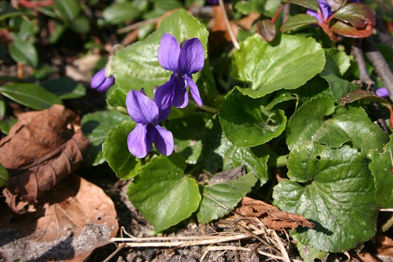 Viola odorata (door Niels Jeurink)