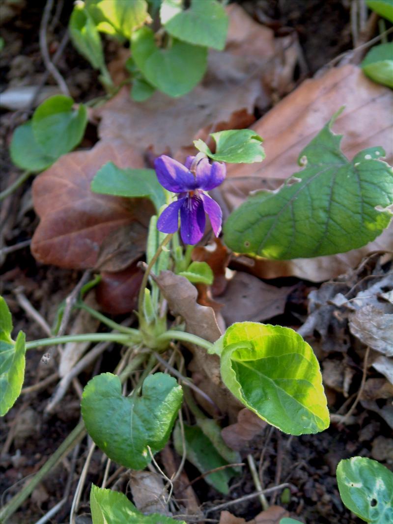 Viola odorata (door Adrie van Heerden)