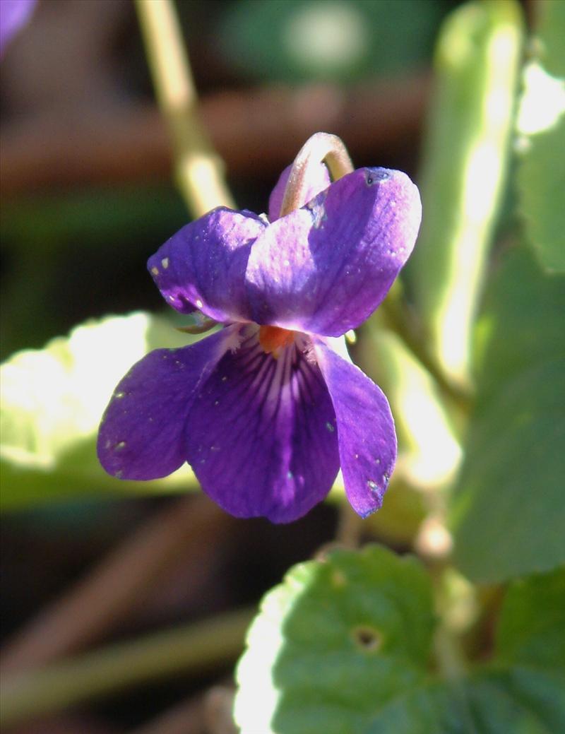 Viola odorata (door Adrie van Heerden)