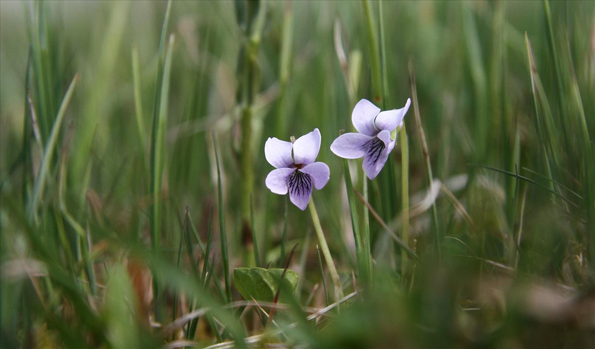 Viola palustris (door Stef van Walsum)
