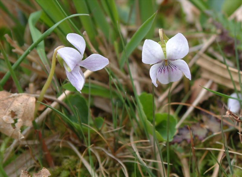 Viola palustris (door Adrie van Heerden)