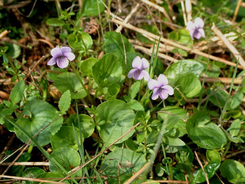 Viola palustris (door Adrie van Heerden)