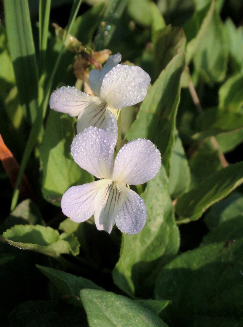 Viola stagnina var. stagnina (door Adrie van Heerden)