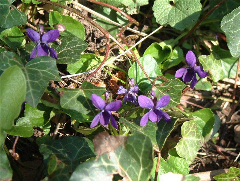 Viola reichenbachiana (door Adrie van Heerden)