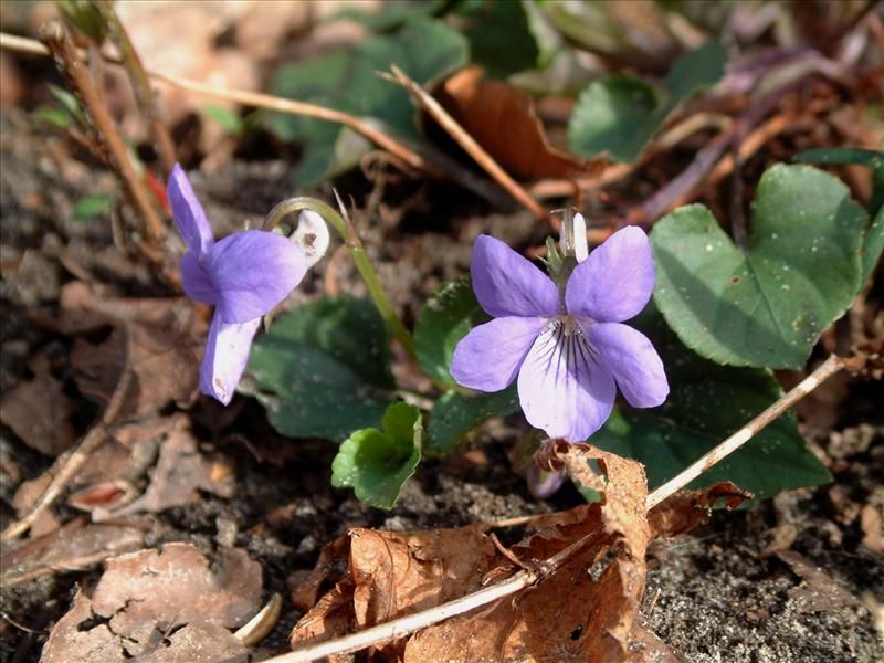 Viola riviniana (door Adrie van Heerden)