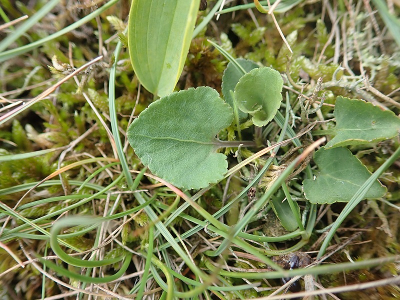 Viola rupestris (door Tim van de Vondervoort)