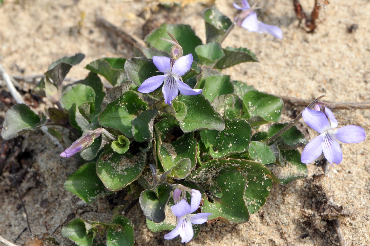 Viola rupestris (door Hans Toetenel)