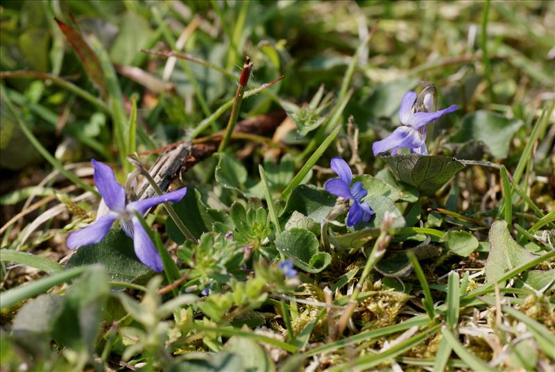 Viola rupestris (door Adrie van Heerden)