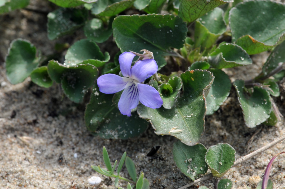 Viola rupestris (door Hans Toetenel)