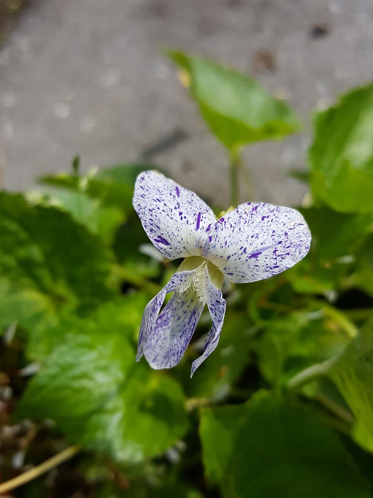 Viola sororia (door Hanneke Waller)