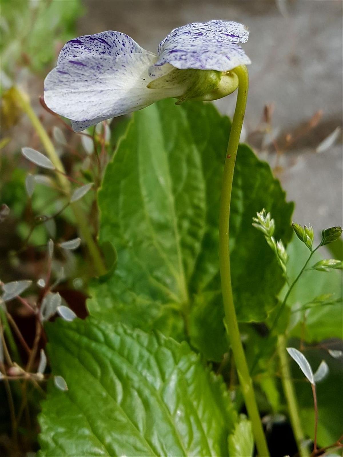 Viola sororia (door Hanneke Waller)