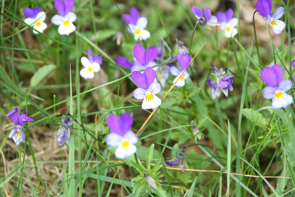 Viola tricolor subsp. tricolor (door Pieter Stolwijk)