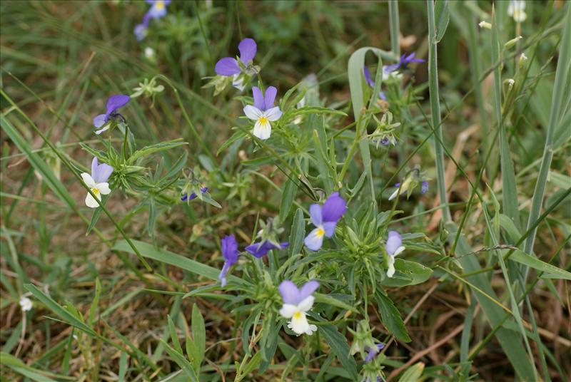 Viola tricolor subsp. tricolor (door Adrie van Heerden)