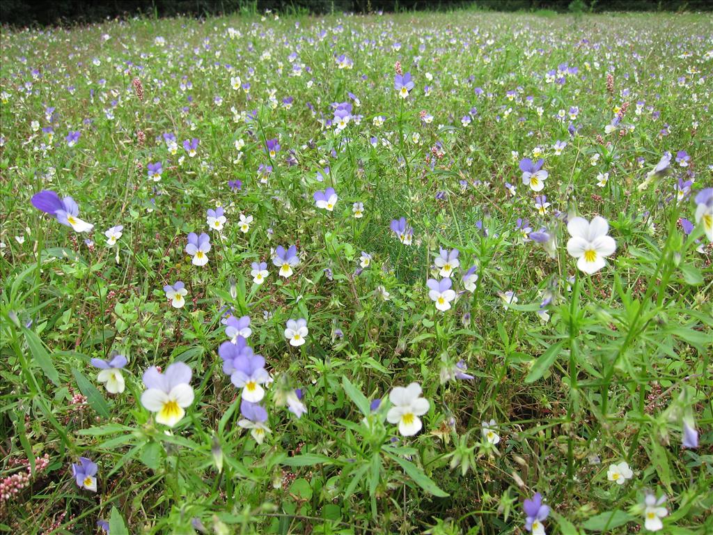 Viola tricolor subsp. tricolor (door Piet Bremer )