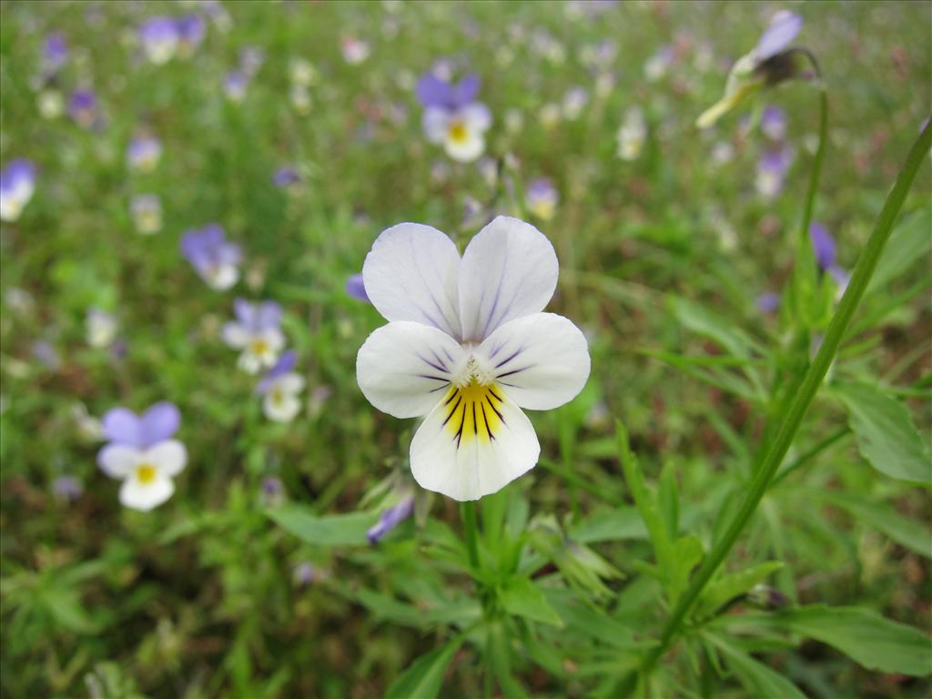 Viola tricolor subsp. tricolor (door Piet Bremer )