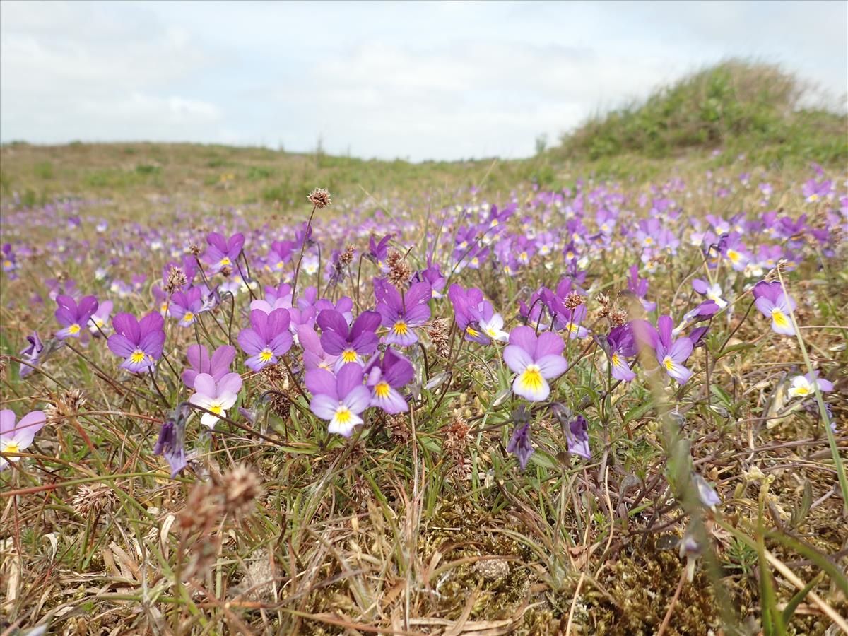 Viola tricolor subsp. curtisii (door Adrie van Heerden)