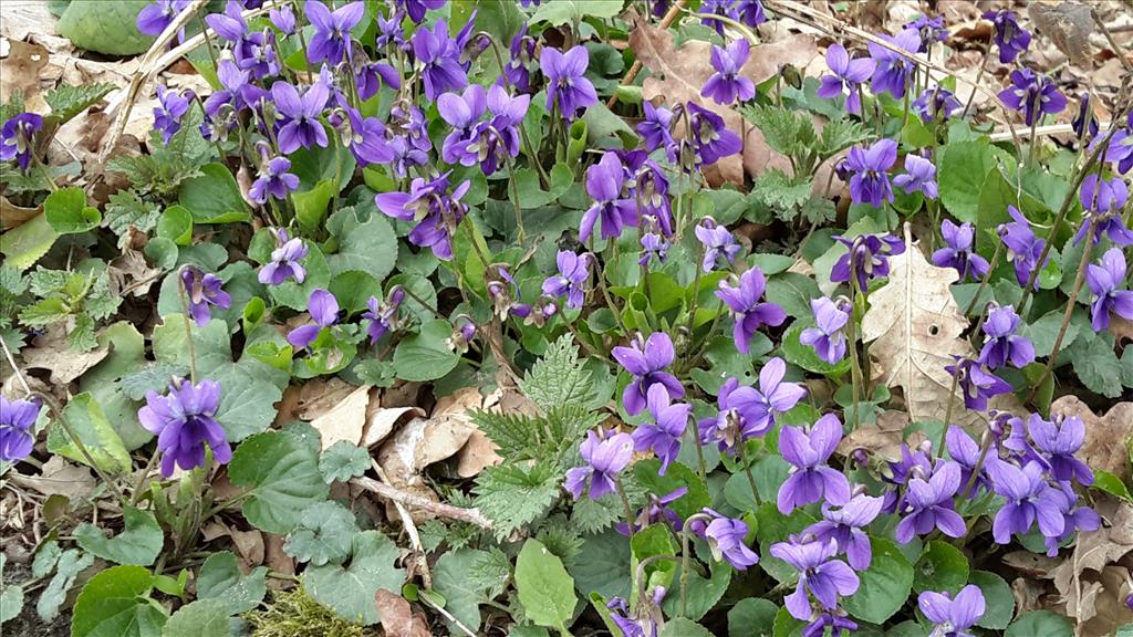 Viola odorata (door Gé Roering)