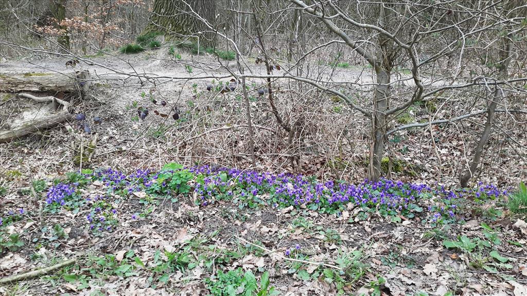 Viola odorata (door Gé Roering)