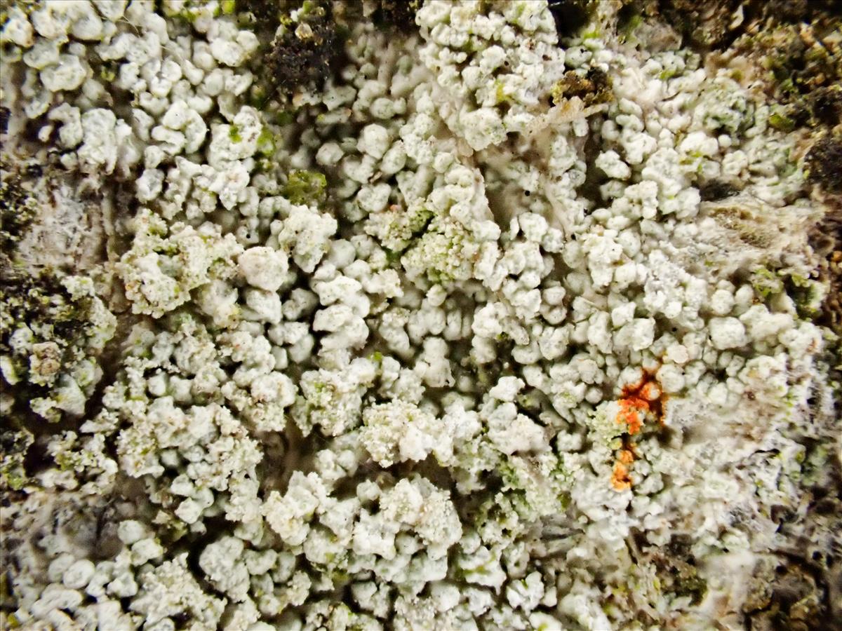 Violella fucata (door Arne van Wingerden)