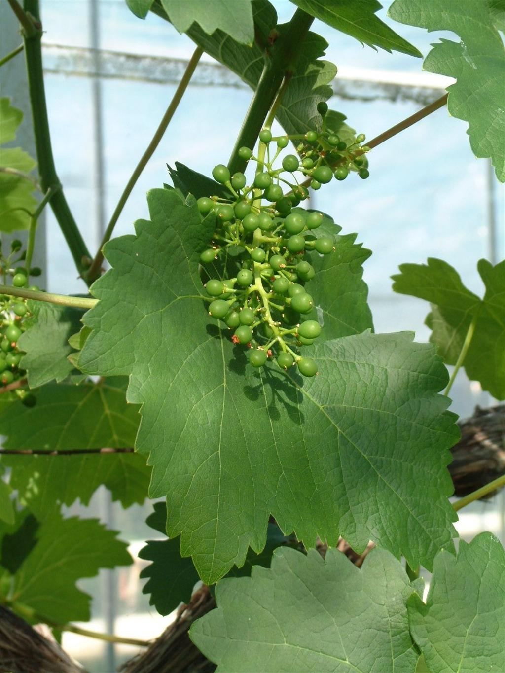 Vitis vinifera subsp. vinifera (door Adrie van Heerden)