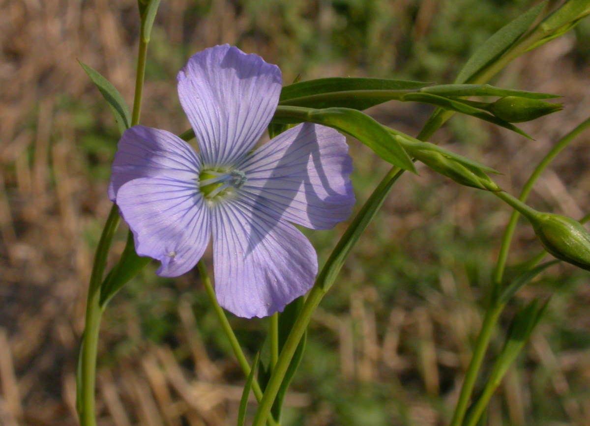 Linum usitatissimum (door Peter Meininger)