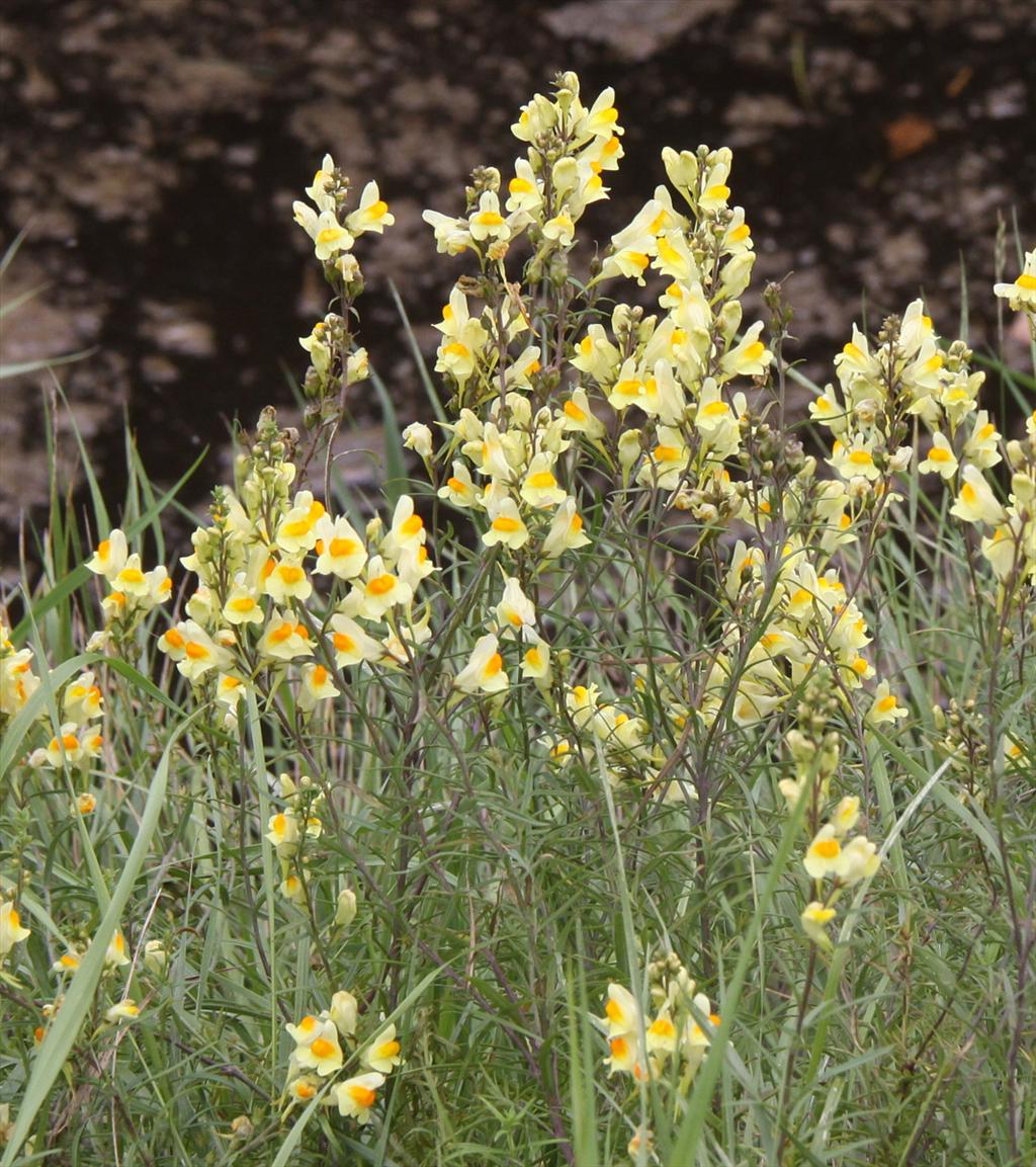 Linaria vulgaris (door Peter Meininger)