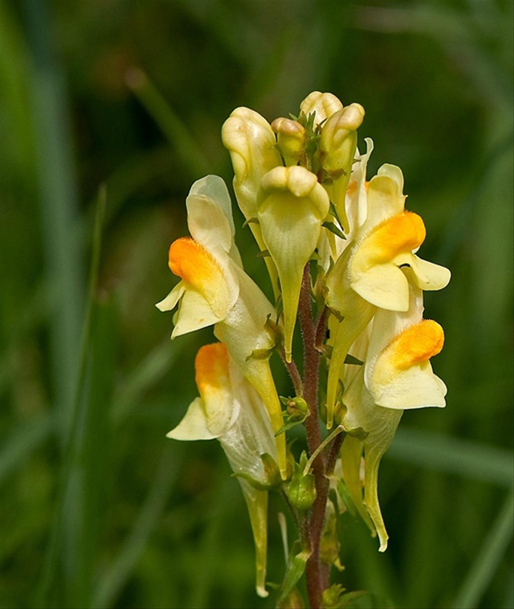 Linaria vulgaris (door Wijnand van Buuren)