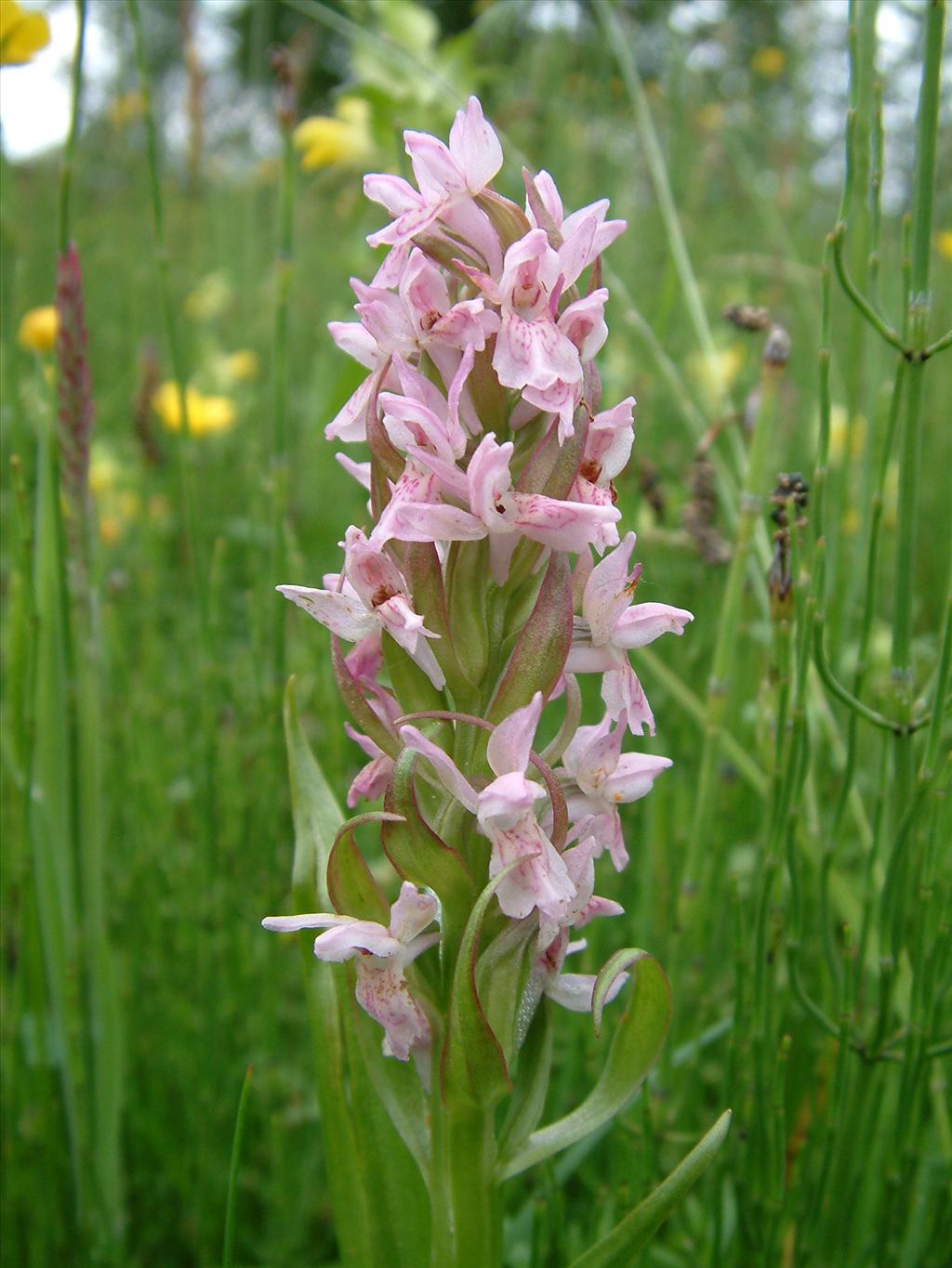 Dactylorhiza incarnata (door Dick Kerkhof)