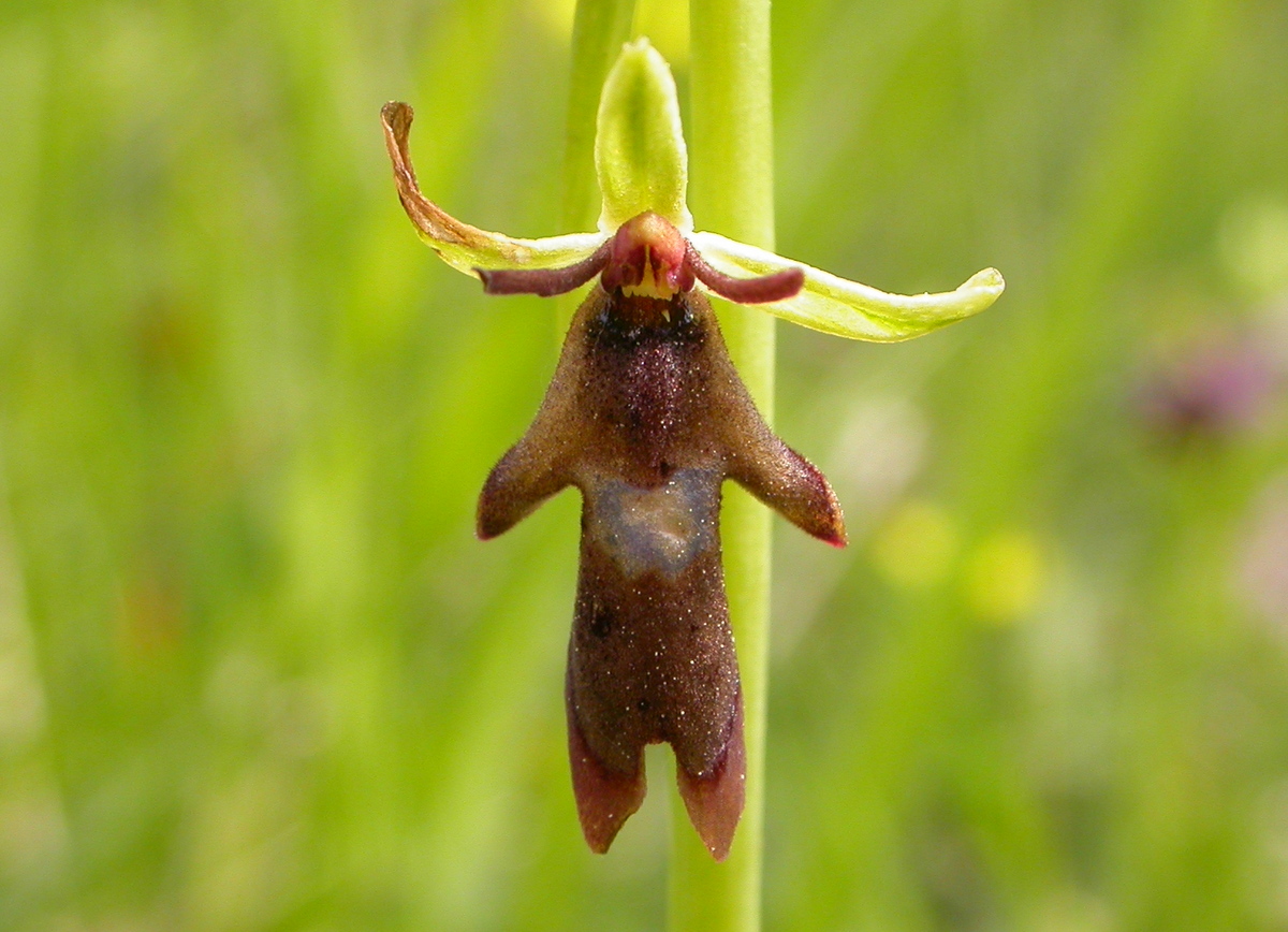 Ophrys insectifera subsp. insectifera (door Peter Meininger)