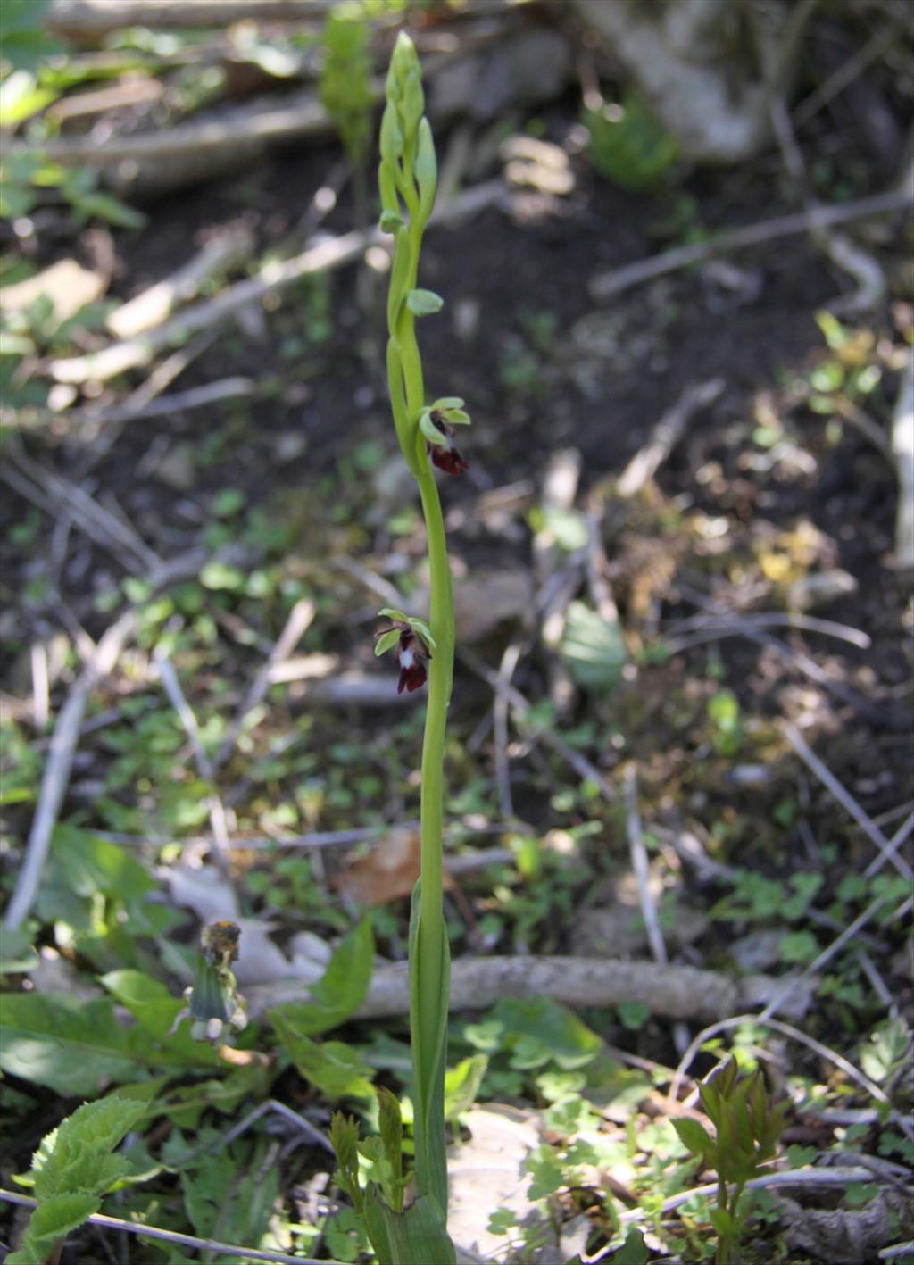 Ophrys insectifera subsp. insectifera (door Peter Meininger)