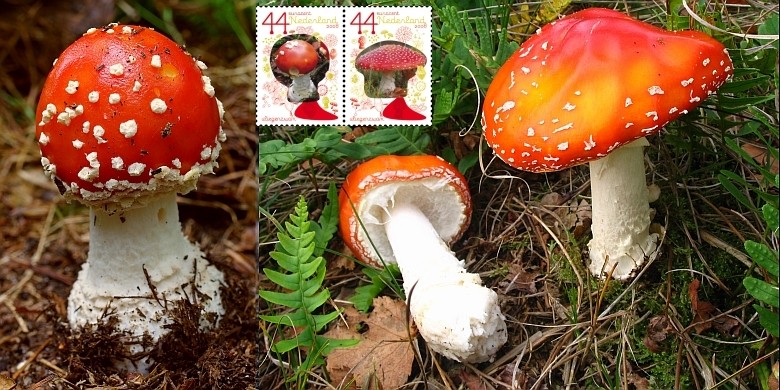 Amanita muscaria (door Gio van Bernebeek & Martijn Oud)