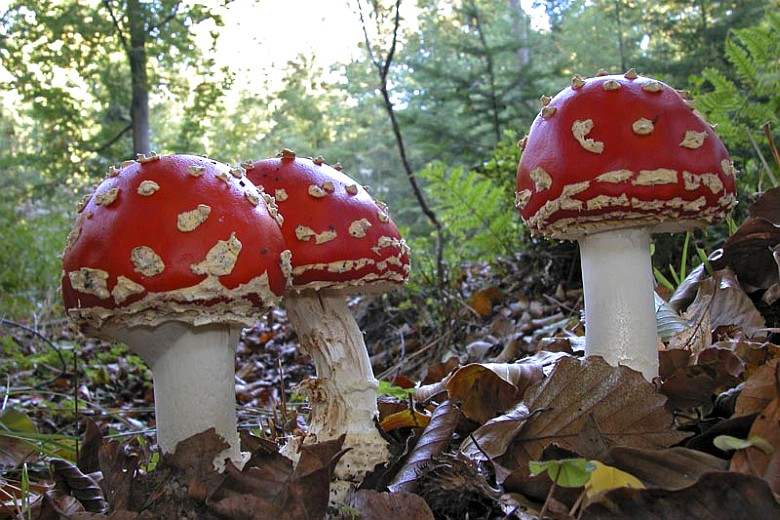 Amanita muscaria (door Gerben Winkel)