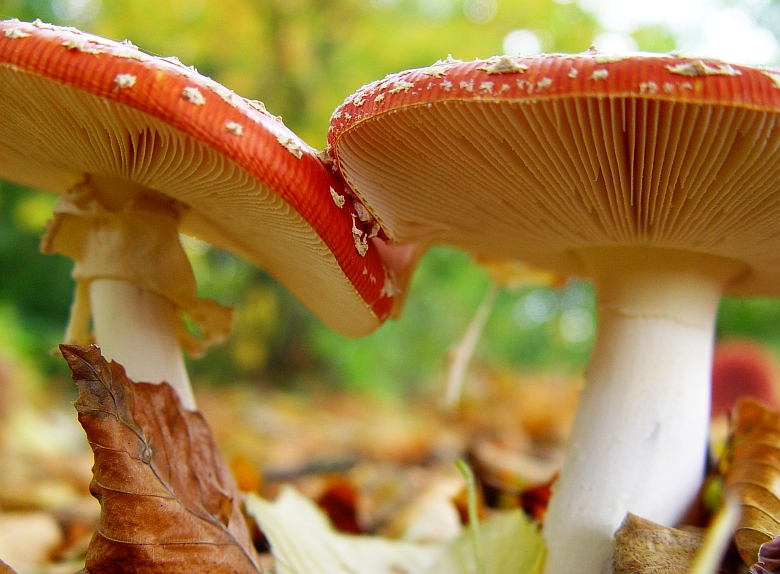 Amanita muscaria (door Jan Hietbrink)