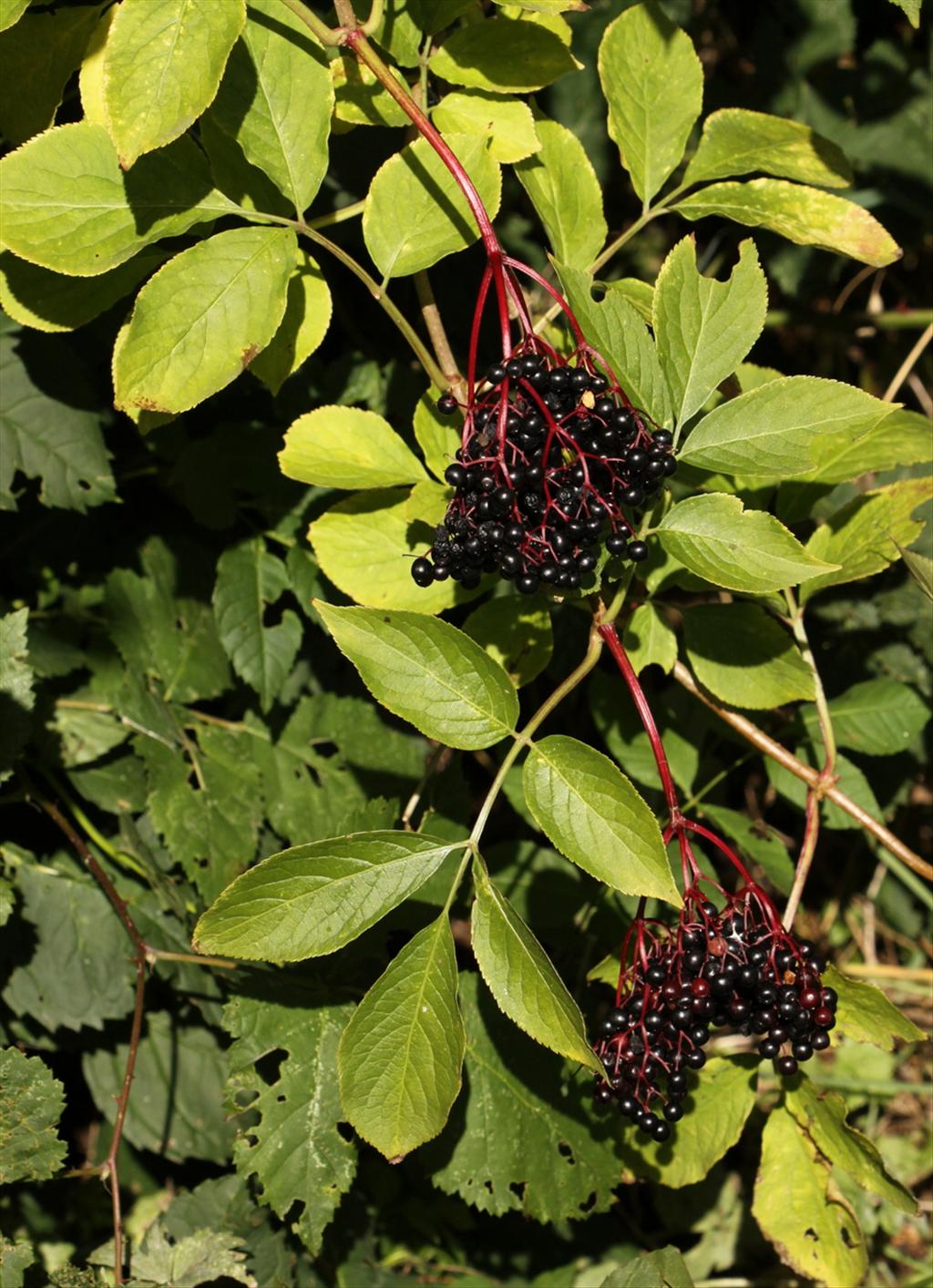 Sambucus nigra (door Peter Meininger)