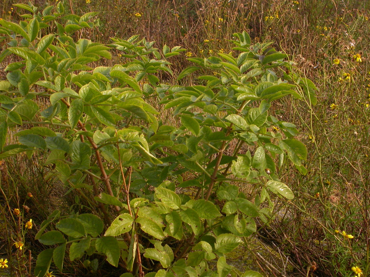 Sambucus nigra (door Peter Meininger)