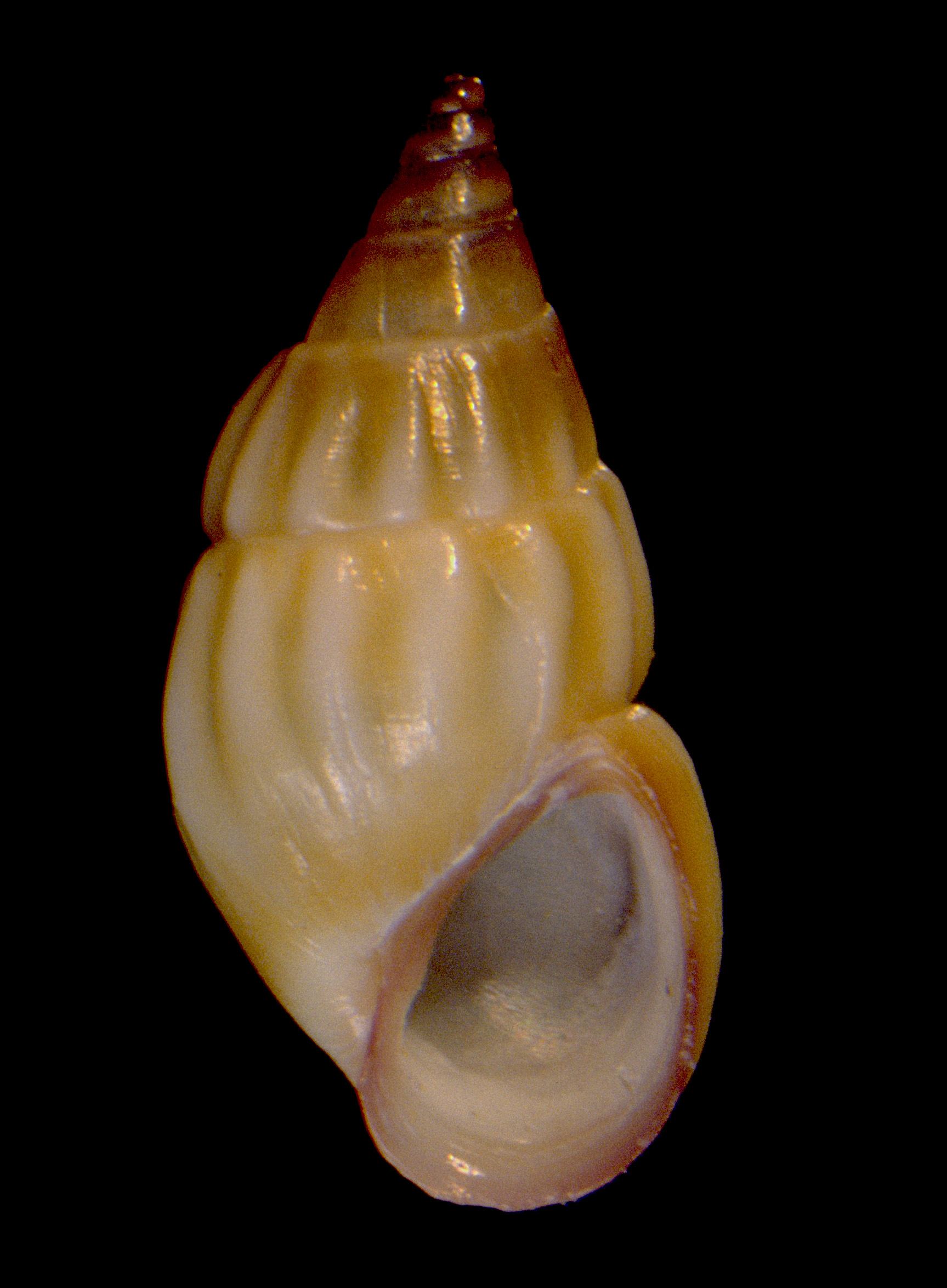 Rissoa membranacea (door Adriaan Gmelig Meyling Sr)