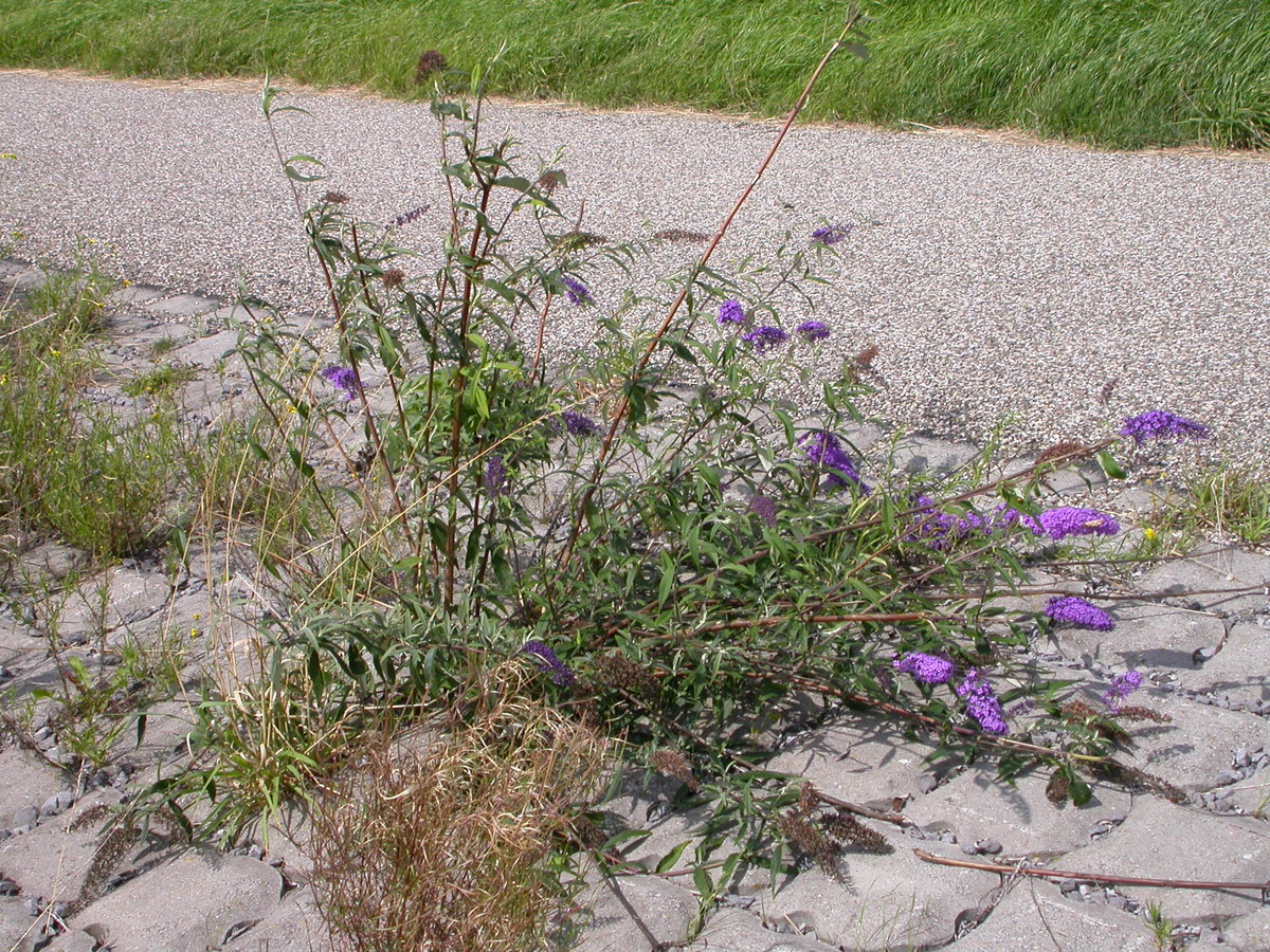 Buddleja davidii (door Peter Meininger)