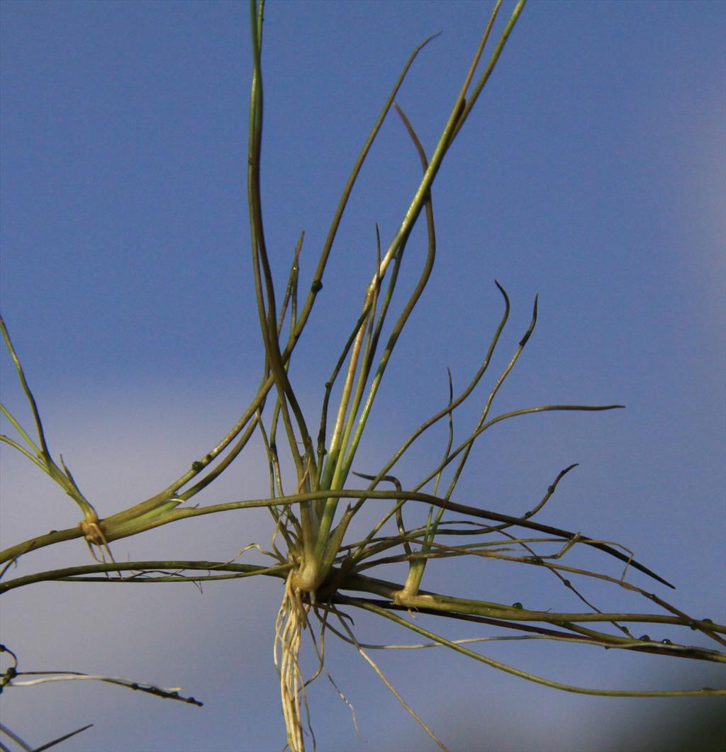 Isolepis fluitans (door Peter Meininger)