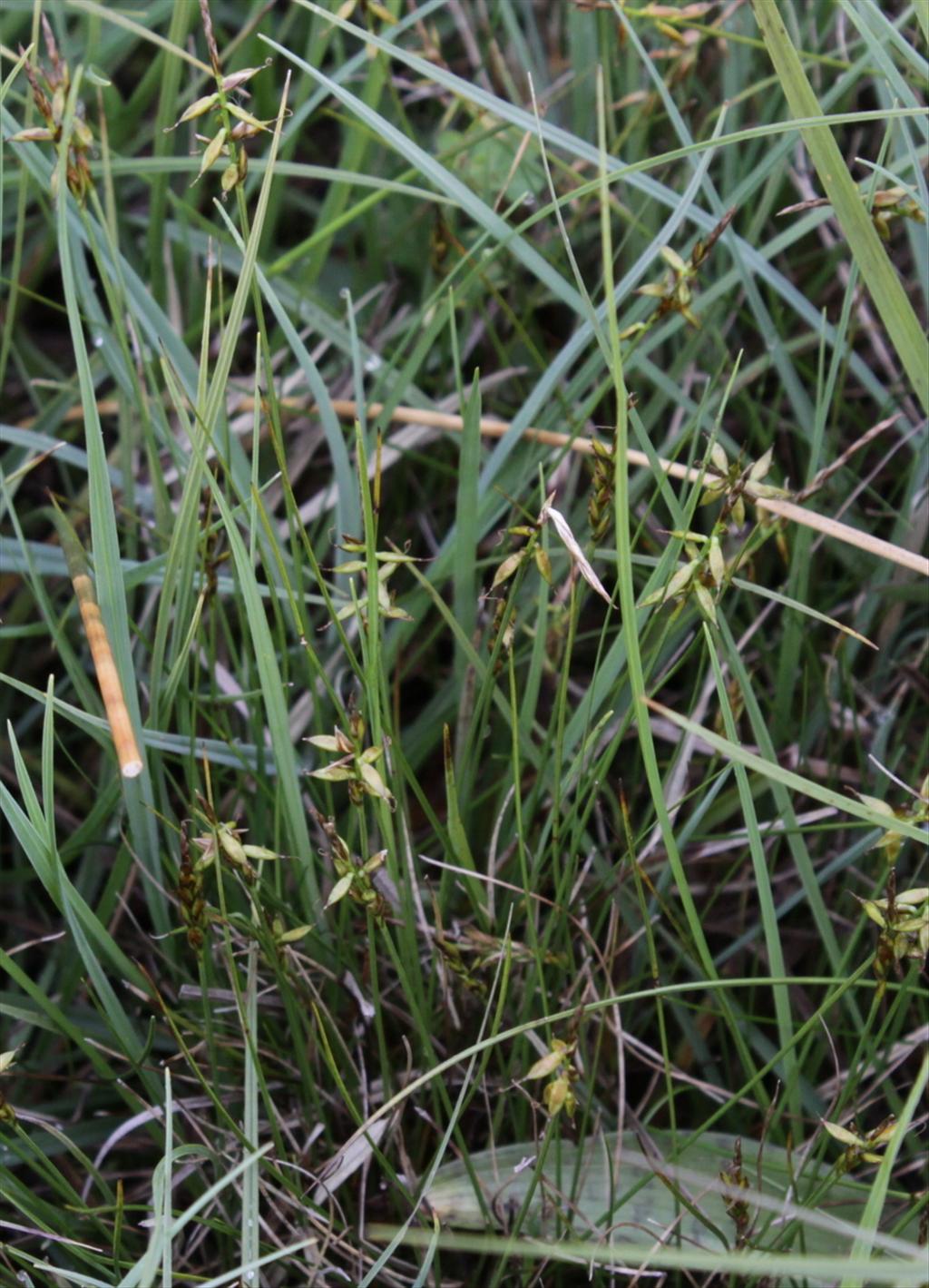 Carex pulicaris (door Peter Meininger)