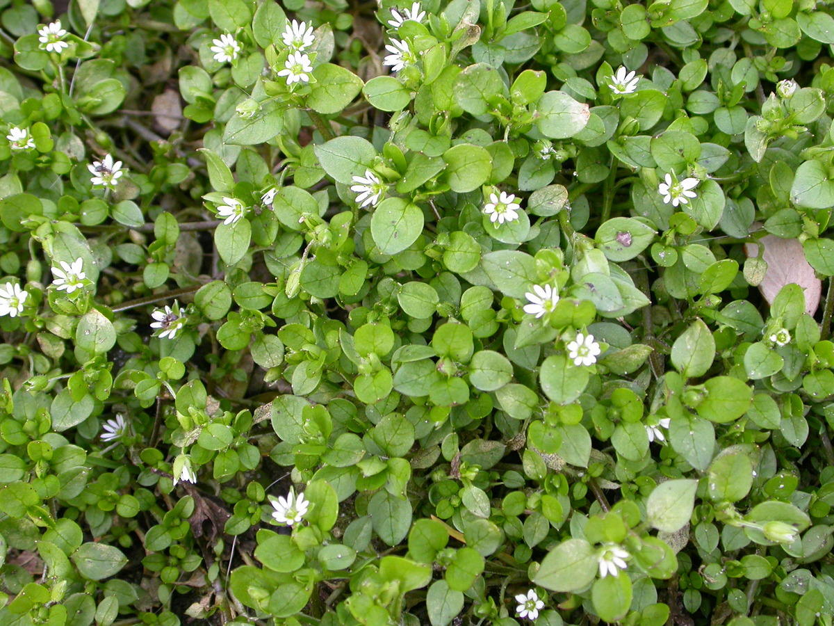 Stellaria media (door Peter Meininger)