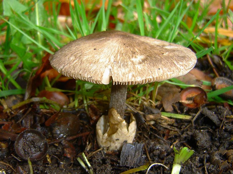 Volvariella caesiotincta (door Gert Immerzeel)