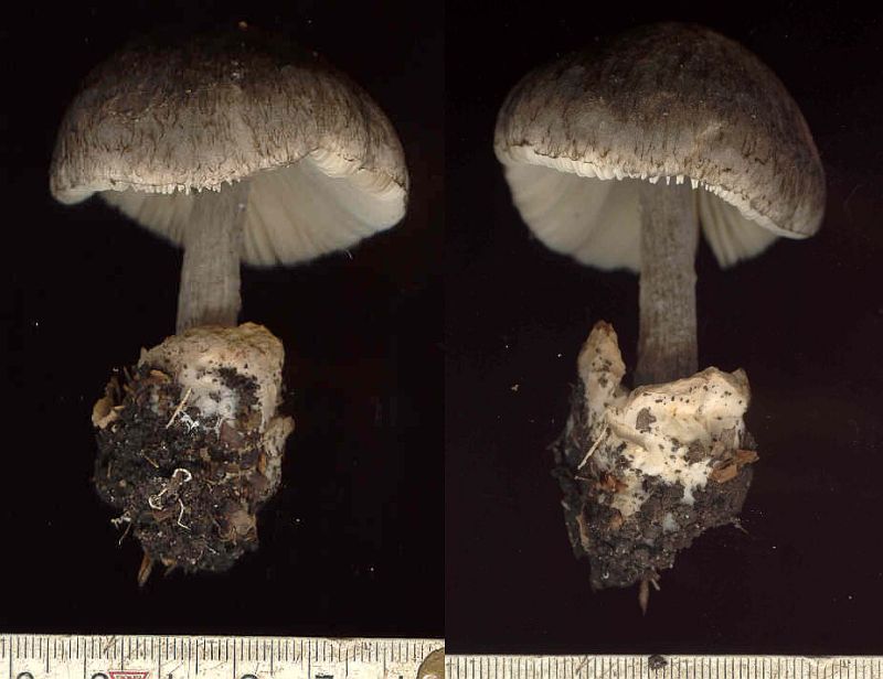 Volvariella caesiotincta (door Gert Immerzeel)