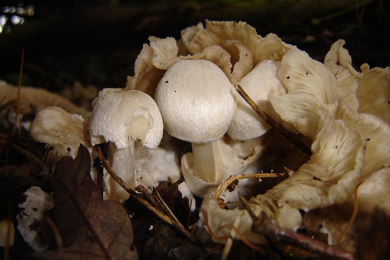 Volvariella surrecta (door Gert Immerzeel)