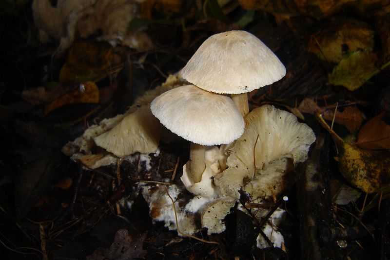 Volvariella surrecta (door Gert Immerzeel)