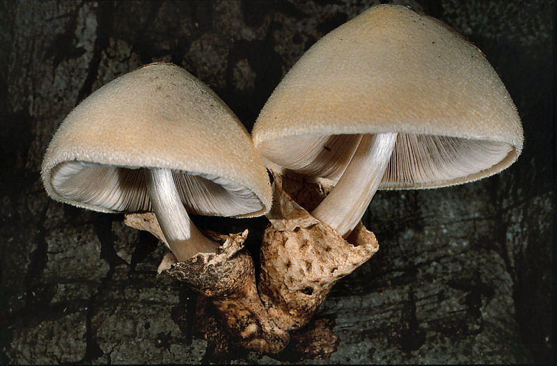 Volvariella bombycina (door André Houter)