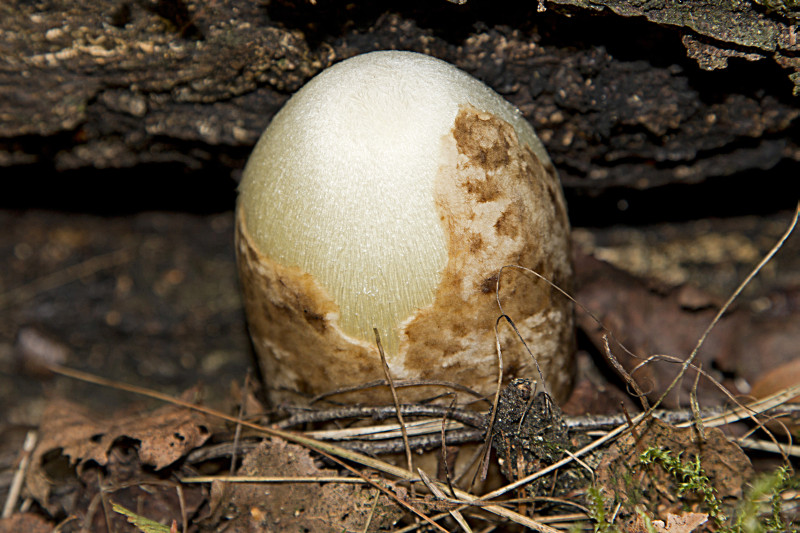 Volvariella bombycina (door Menno Boomsluiter)